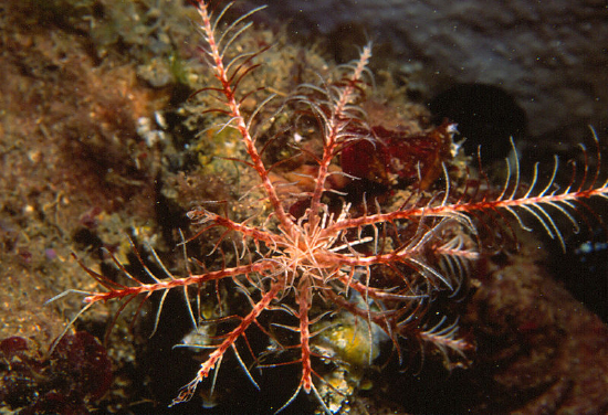  Antedon mediterranea (Mediterranean Feather Star)